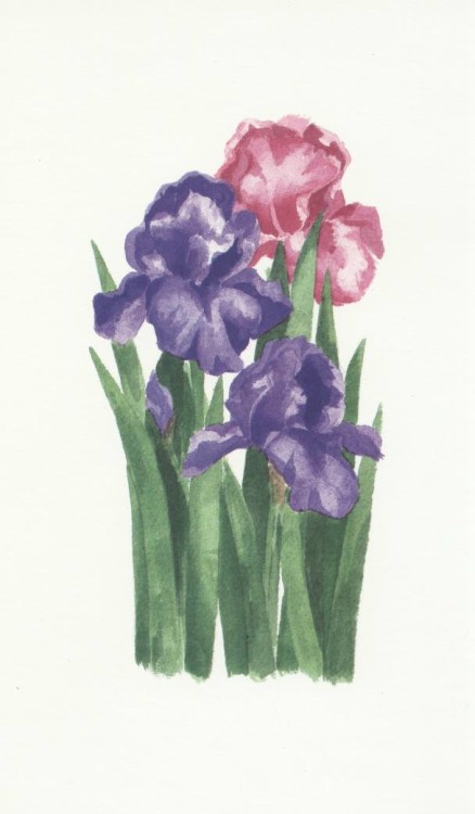 IRISES II