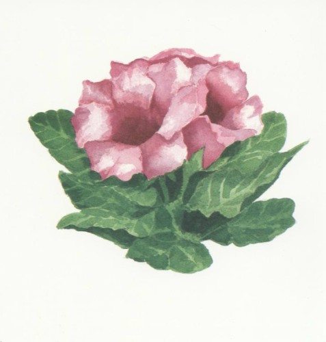 GLOXINIA