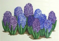 Watercolor 'HYACINTHS'